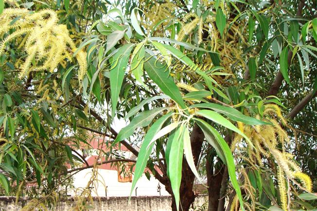  Flowering shoot